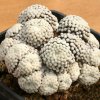 mammillaria_luethyi_3